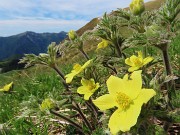 Festa di fiori e marmotte sui sentieri per i Monti Foppa (1895 m) e Avaro (2088 m)–28magg25- FOTOGALLERY
